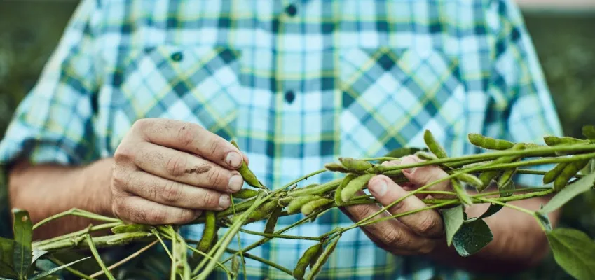 Farmer examining soybean pods on a plant in the field.
