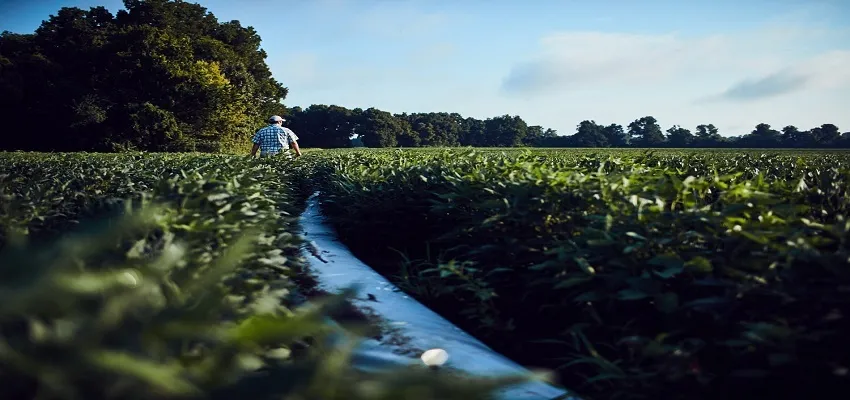 Farmer walking through a lush soybean field alongside an irrigation system.