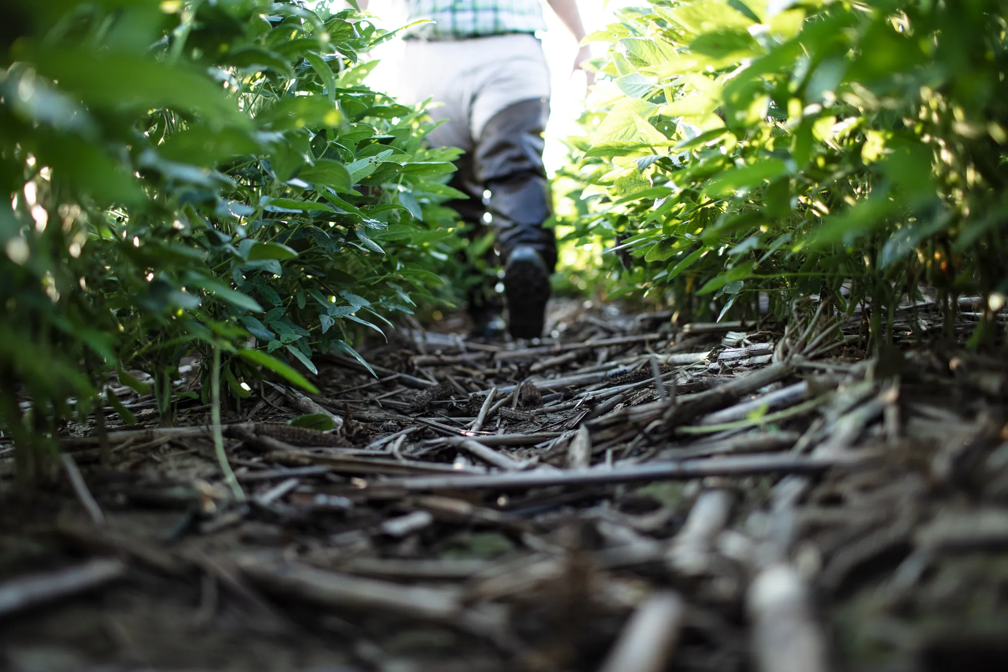 Farmer walking between rows of soybeans in a field managed with sustainable no-till practices.
