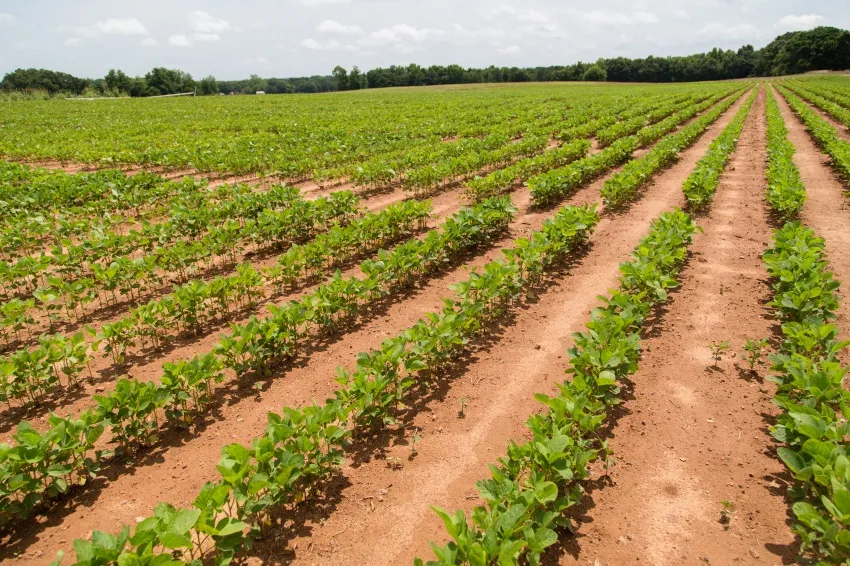 Rows of young soybean plants growing in a field.