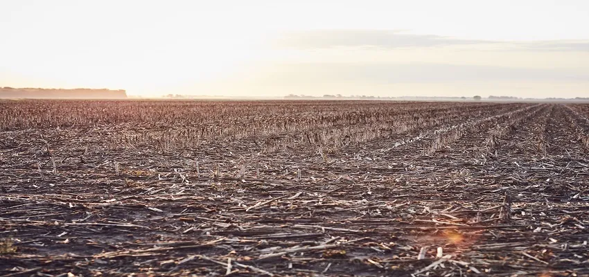Harvested field covered with crop residue in the early morning sunlight.