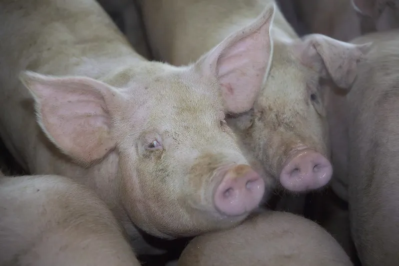 Close-up of several young pigs resting closely together, with two pigs’ faces and pink snouts visible in the center.