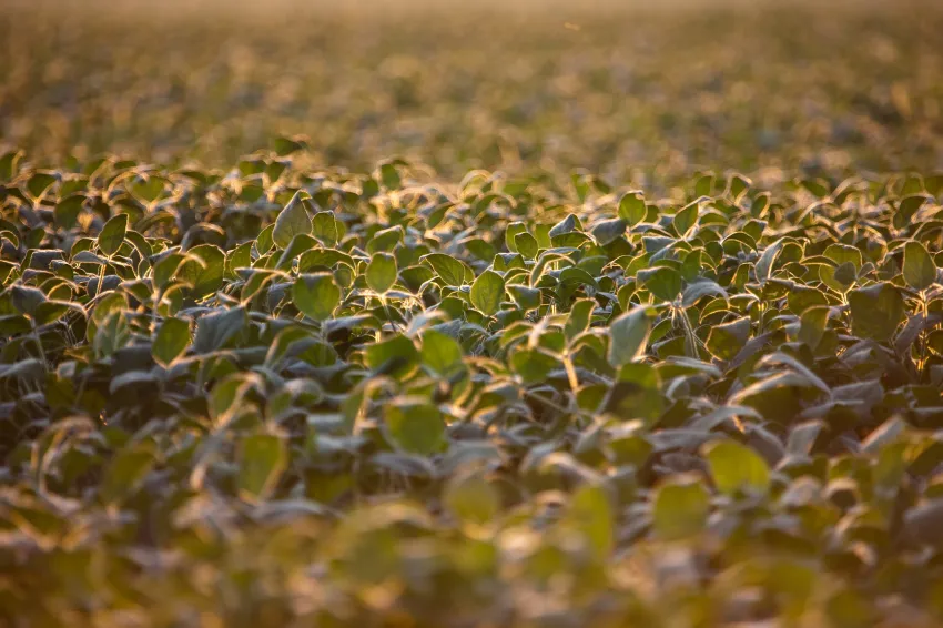 Close-up of a dense soybean field, with green soybean leaves illuminated by warm golden sunlight.