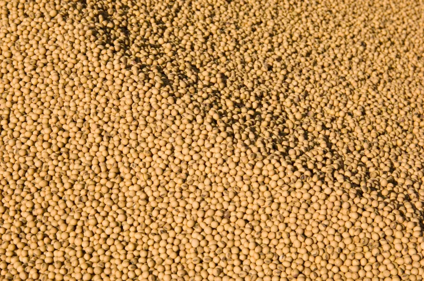 Close-up view of a large pile of harvested golden soybeans filling the frame.
