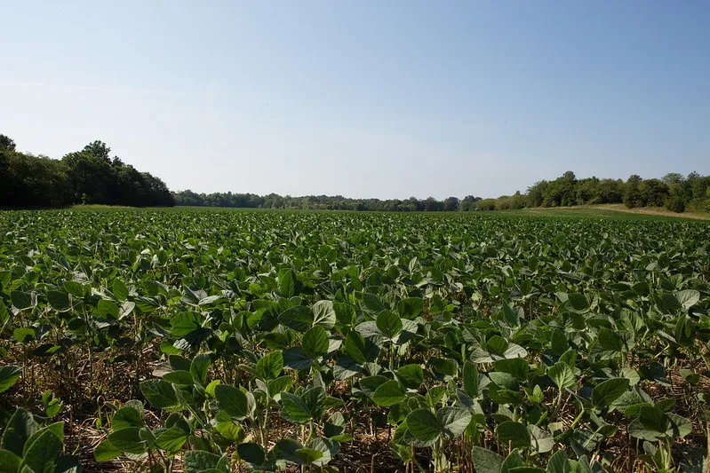 Wide view of a lush green soybean field stretching toward a tree-lined horizon under a clear blue sky.