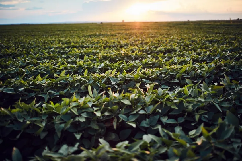 Soybean field stretching toward the horizon at sunset.