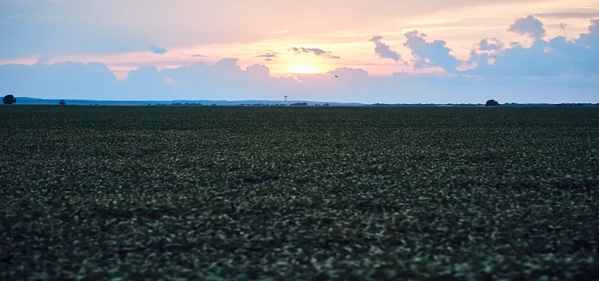 Soybean field stretching toward the horizon beneath a colorful sunset sky.