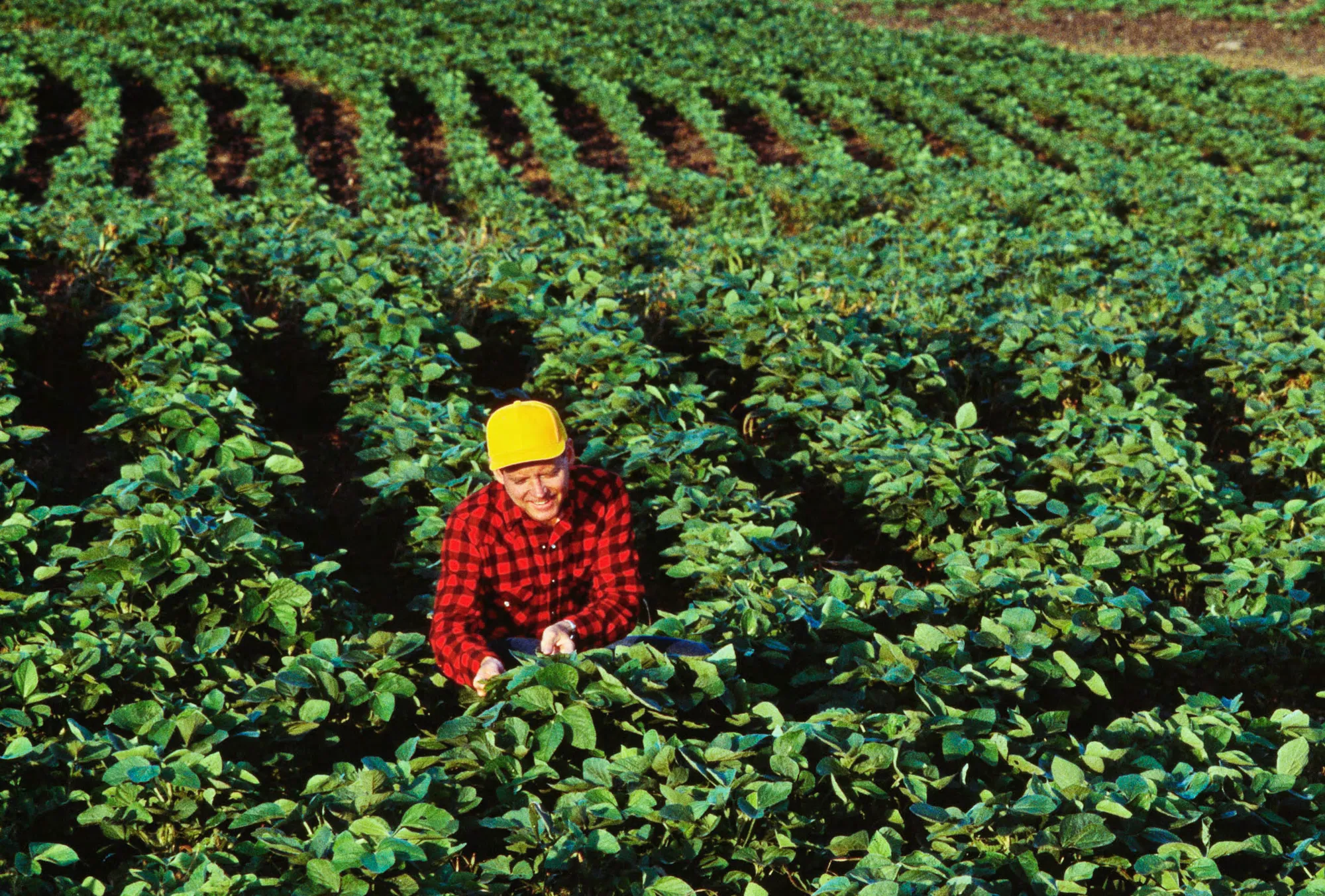 Farmer working among rows of soybean plants in a field, surrounded by dense green foliage and cultivated crop rows.