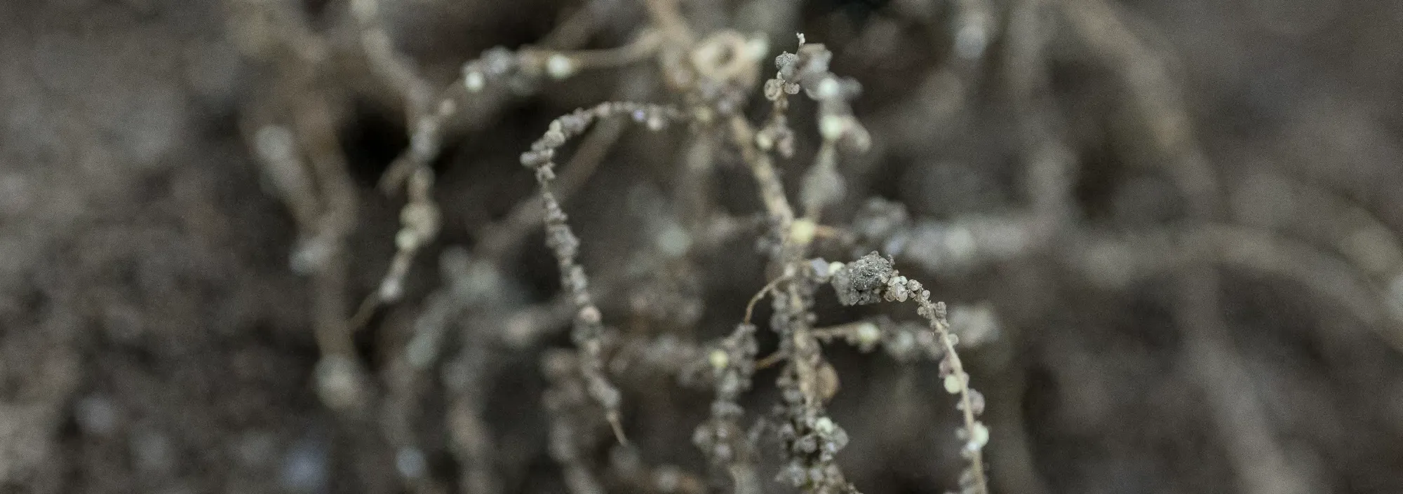 Close-up of soybean roots in soil, with visible nodules attached to the root system.