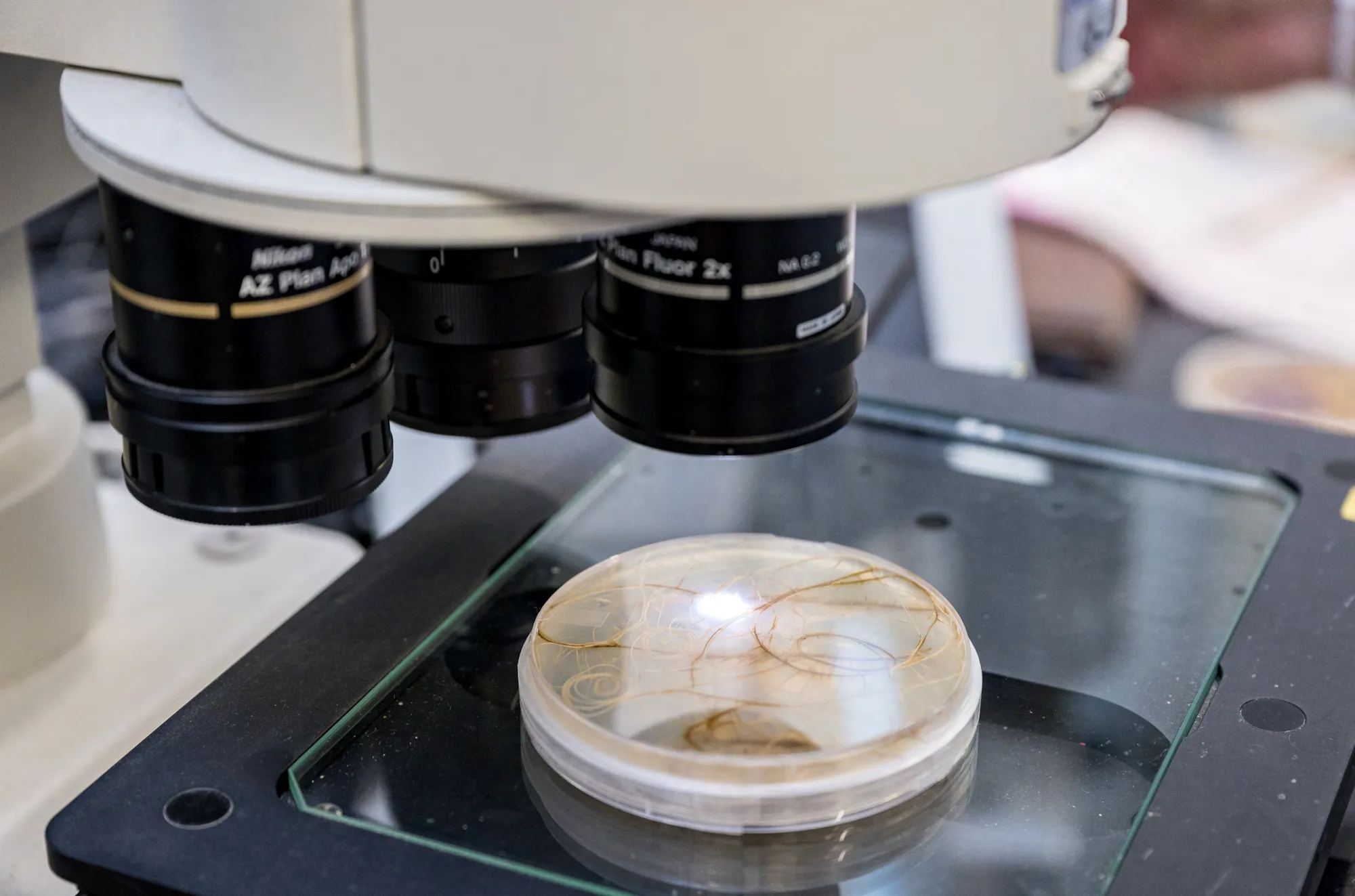 Close-up of a microscope examining a petri dish containing plant roots.