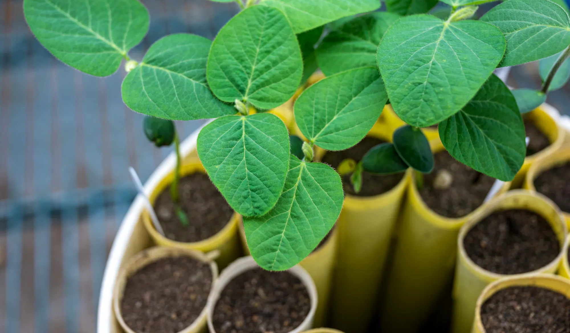 Close-up of young soybean plants growing in individual research containers, with healthy green leaves and soil-filled tubes.