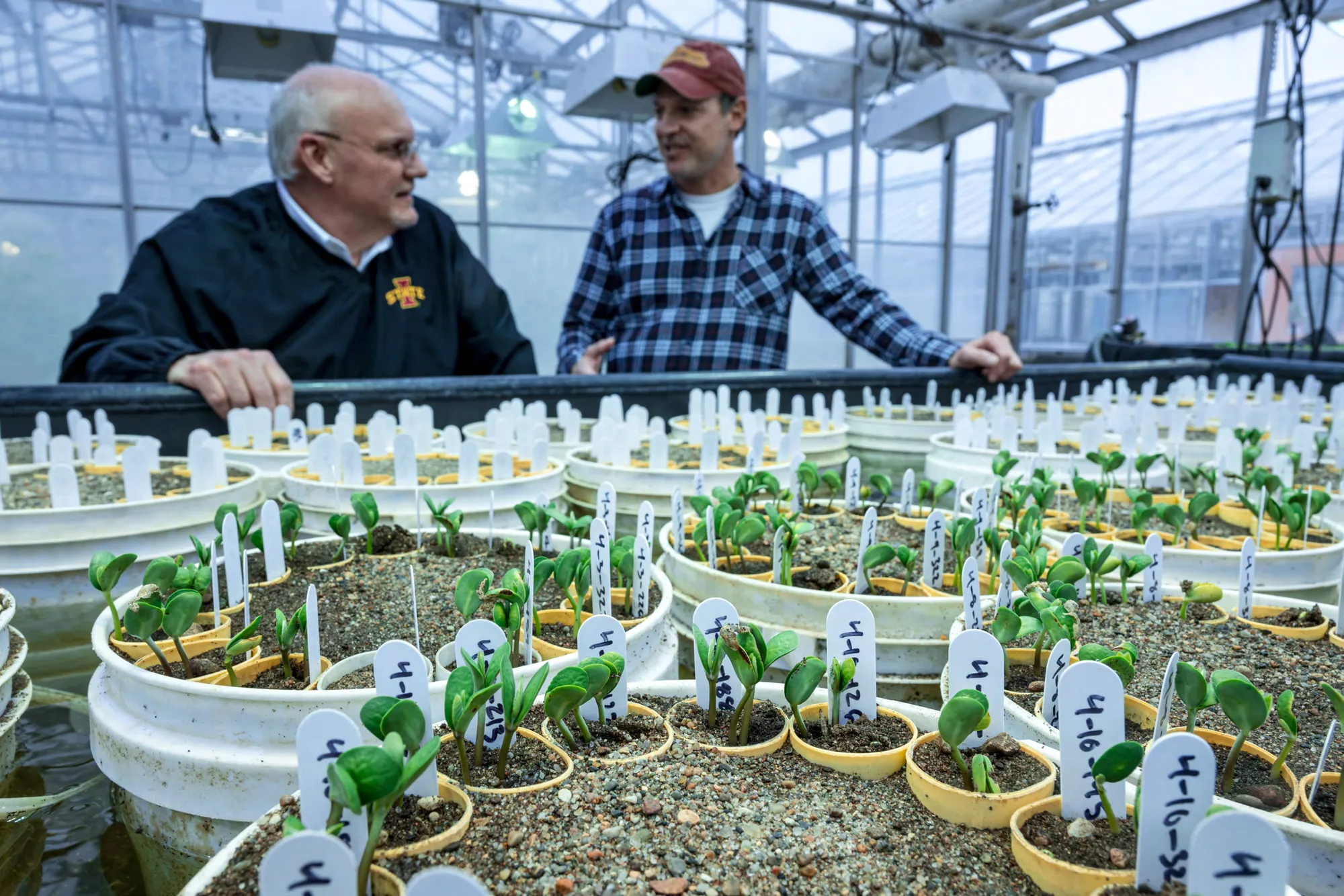 Two people discussing soybean research inside a greenhouse, surrounded by labeled containers of young soybean plants.