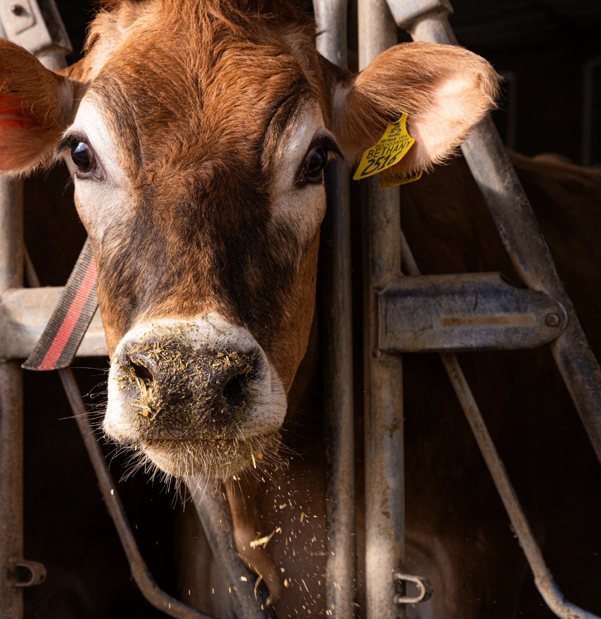 Close-up of a dairy cow.