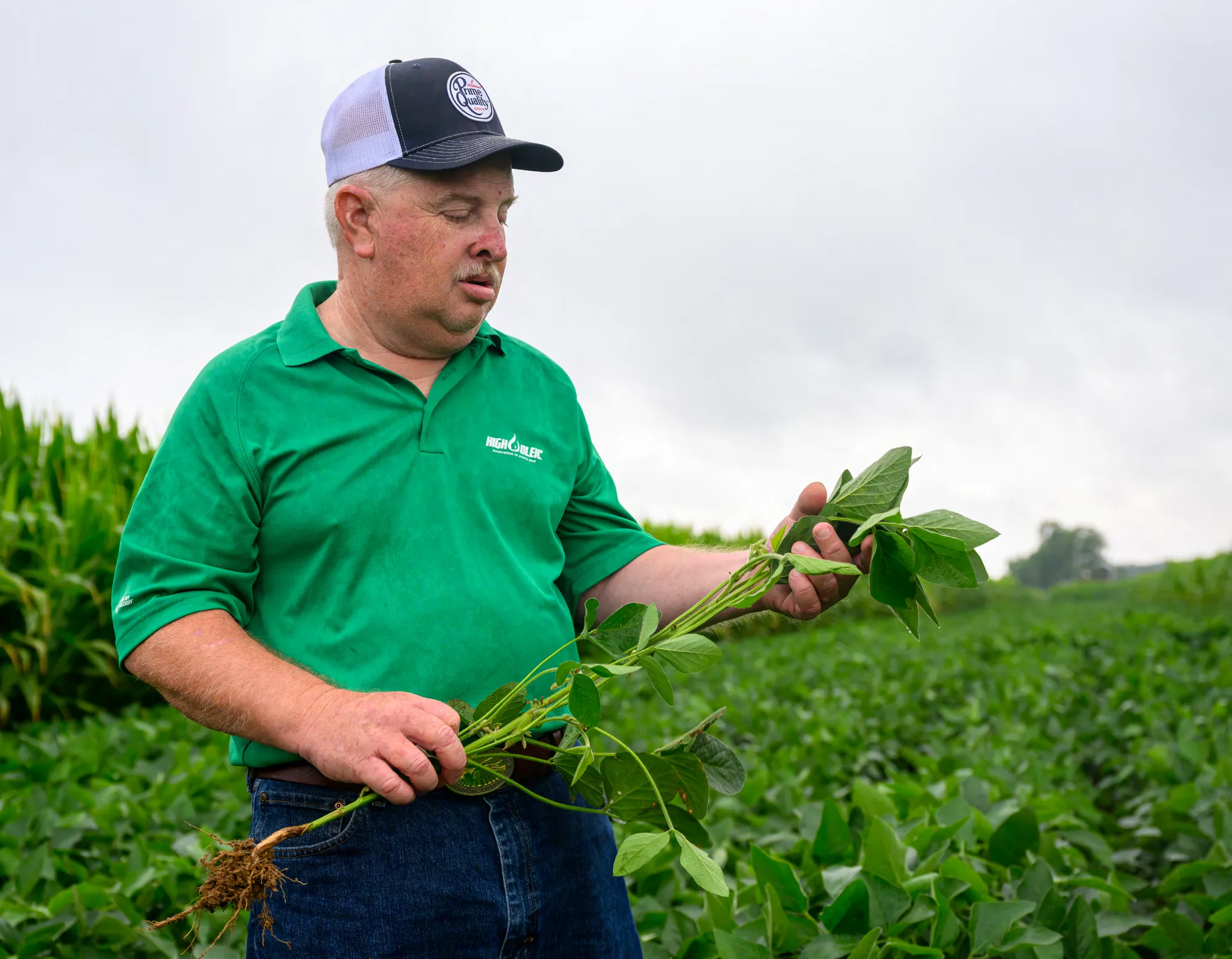 Farmer standing in a soybean field, holding an uprooted soybean plant while examining its leaves and root system.