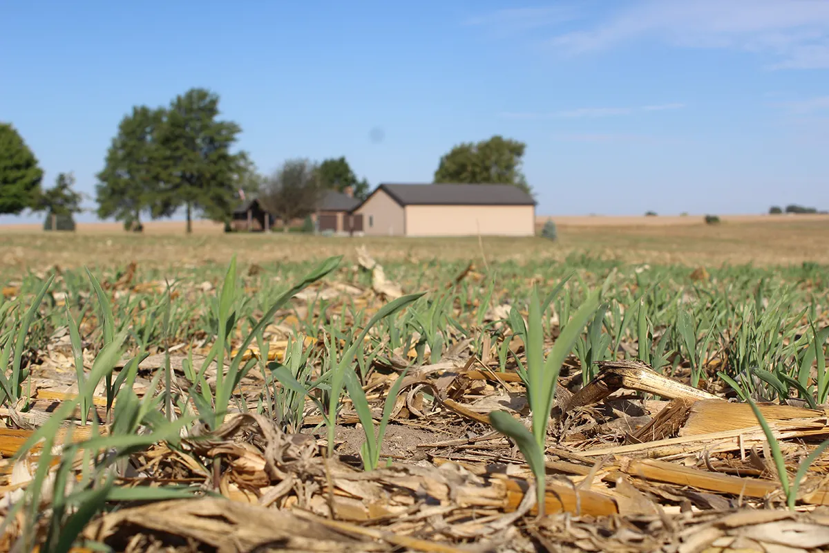 Young cover crops grow among crop residue in a farm field, with a farmhouse in the background.