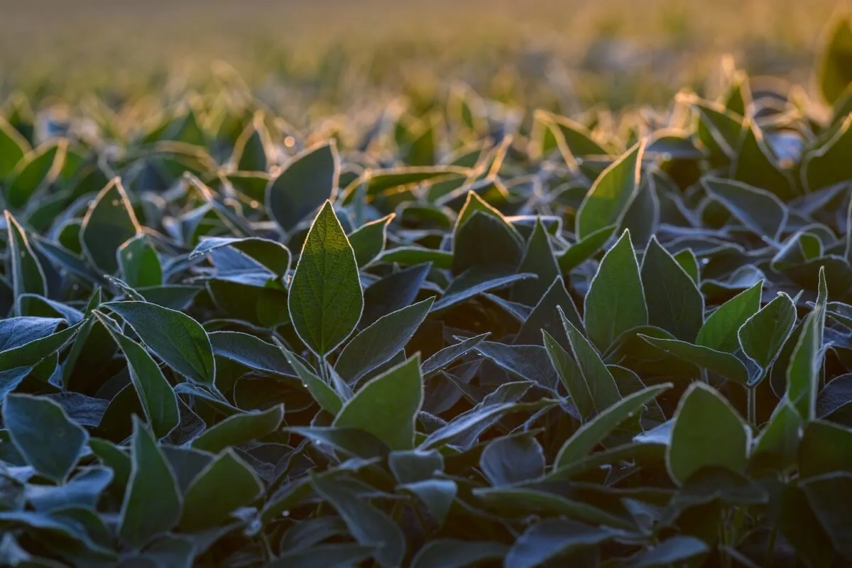 Close-up of healthy soybean plants growing in a field, with sunlight highlighting the green leaves and surrounding foliage.
