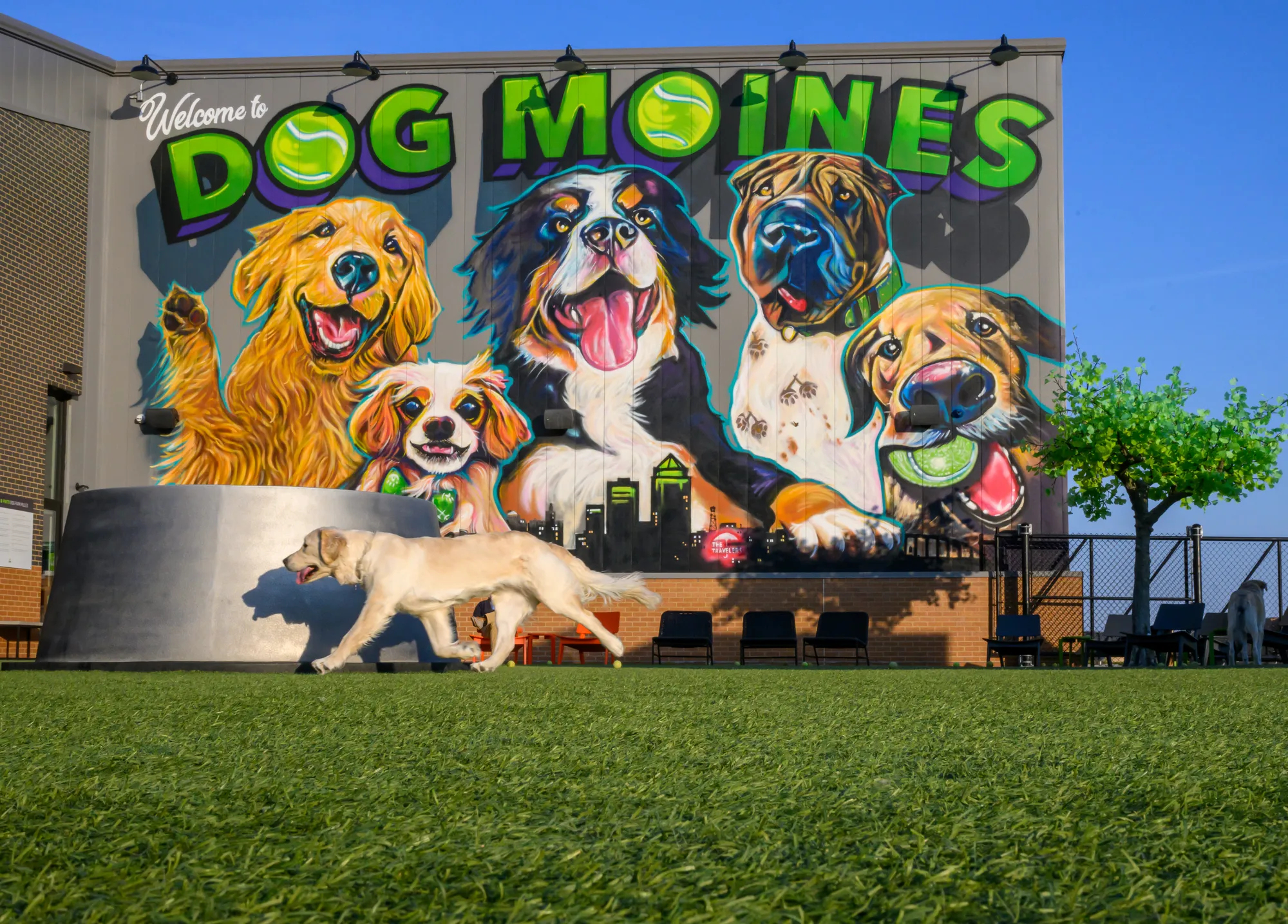 A dog runs across an artificial soy-based lawn in front of a “Dog Moines” mural.