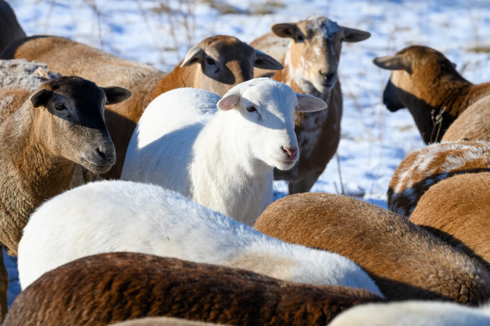 Herd of sheep in a snow covered field