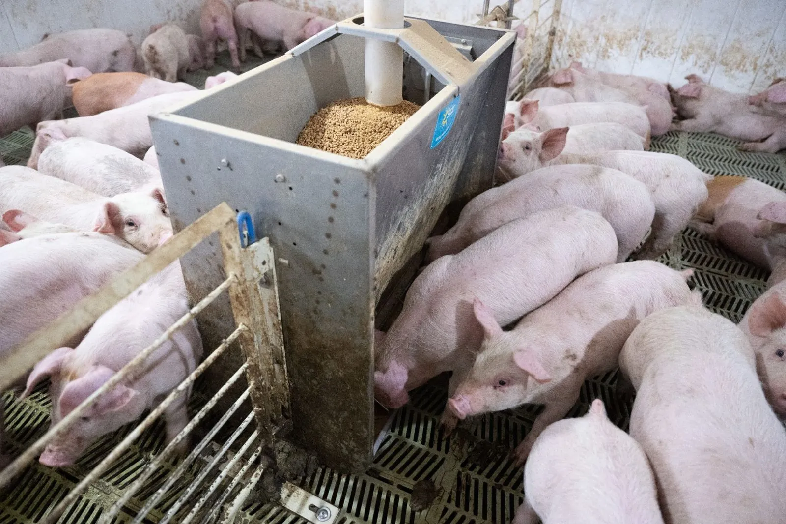 Piglets gather around a feeder filled with soybean-based feed inside a modern hog barn.