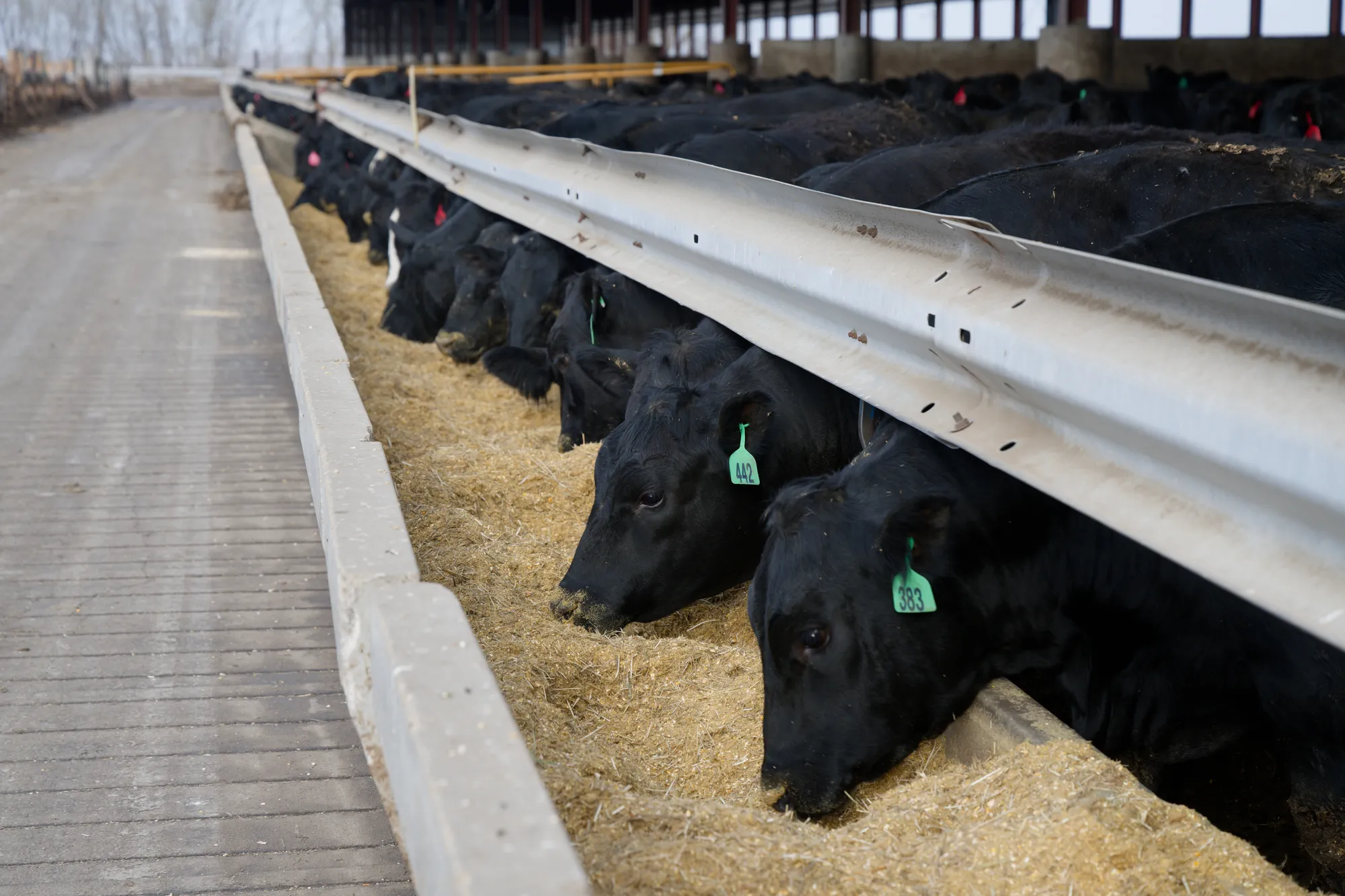 Beef cattle being fed a ration containing soybean meal for efficient weight gain.