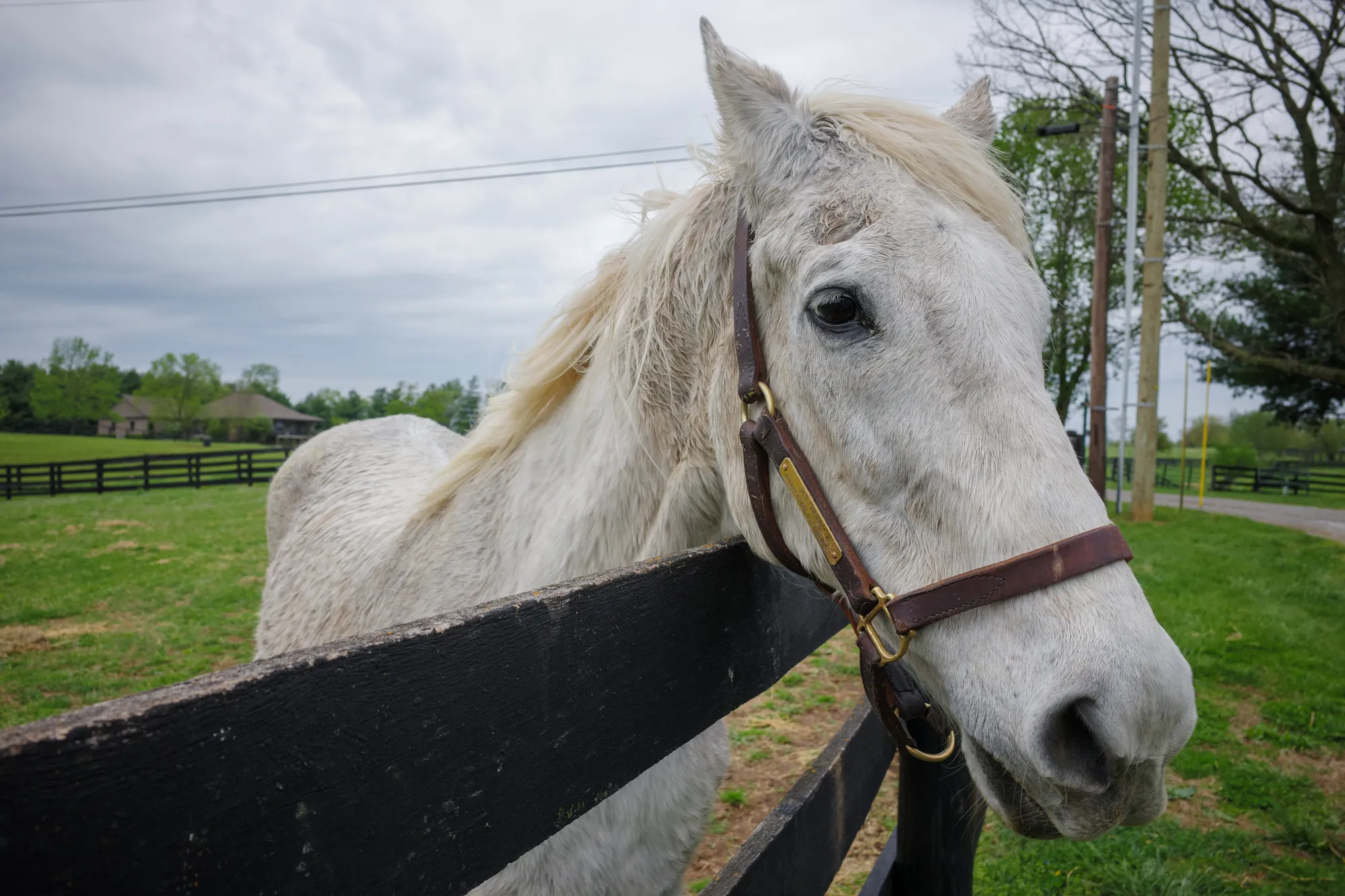A white horse stands in front of a fence in a green pasture.