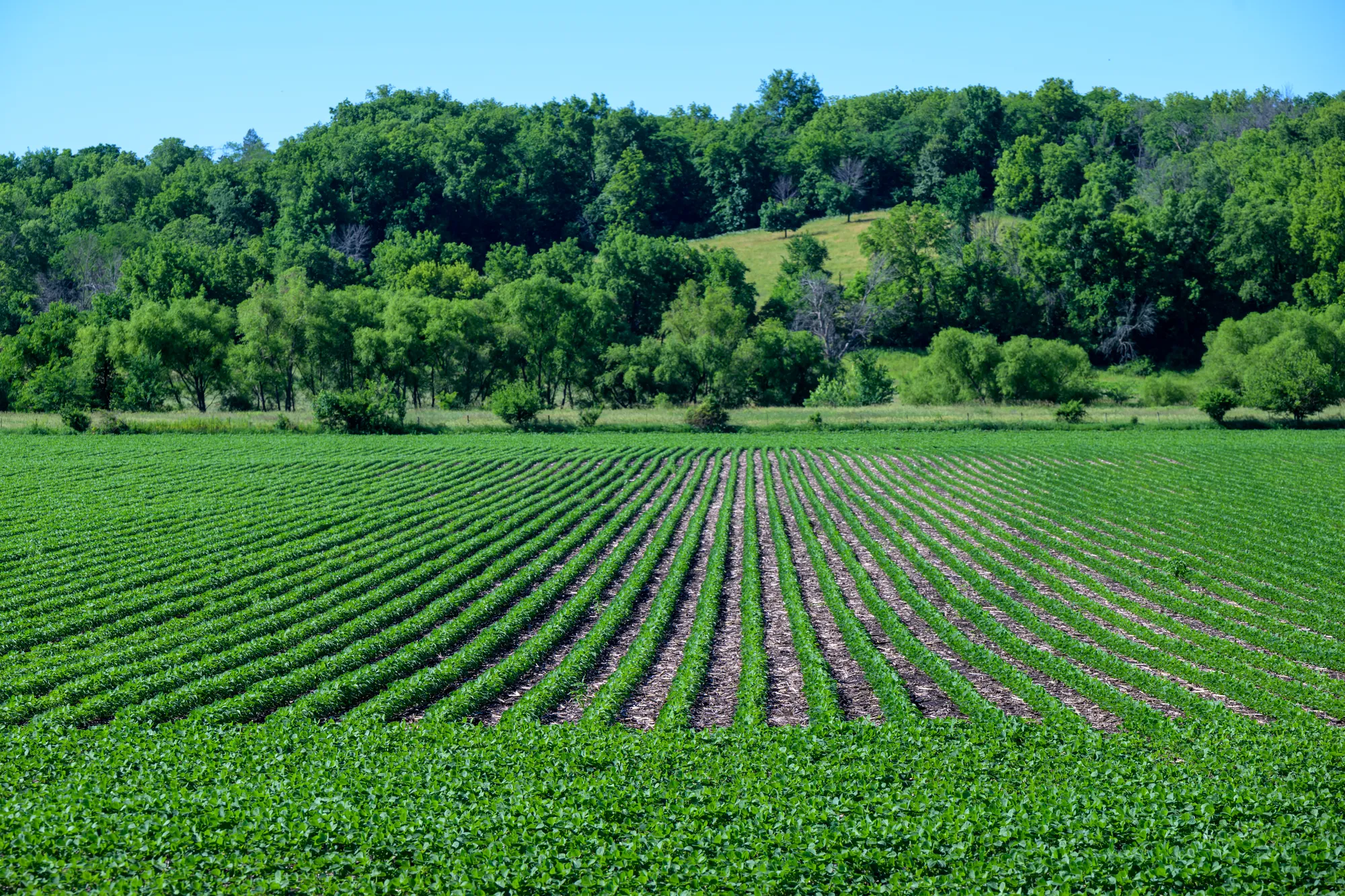 Rows of young soybean plants growing across a lush green field during the early growing season, with trees lining the background.