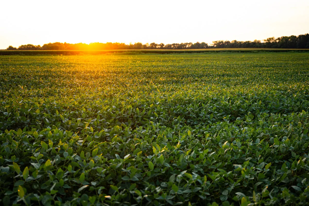 Soybean field at sunrise or sunset.