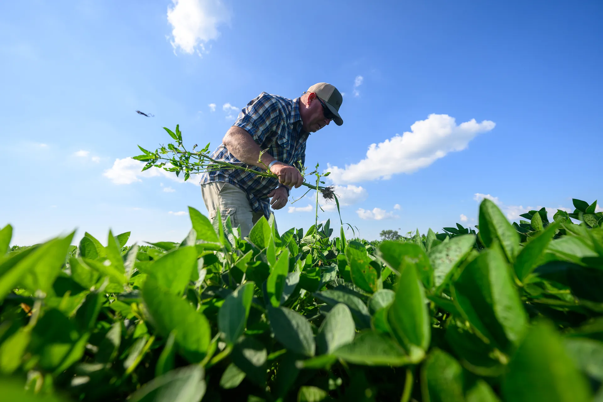 A low-angle shot of a farmer in a plaid shirt and cap pulling a weed by hand from a lush soybean field, set against a bright blue sky with scattered clouds.
