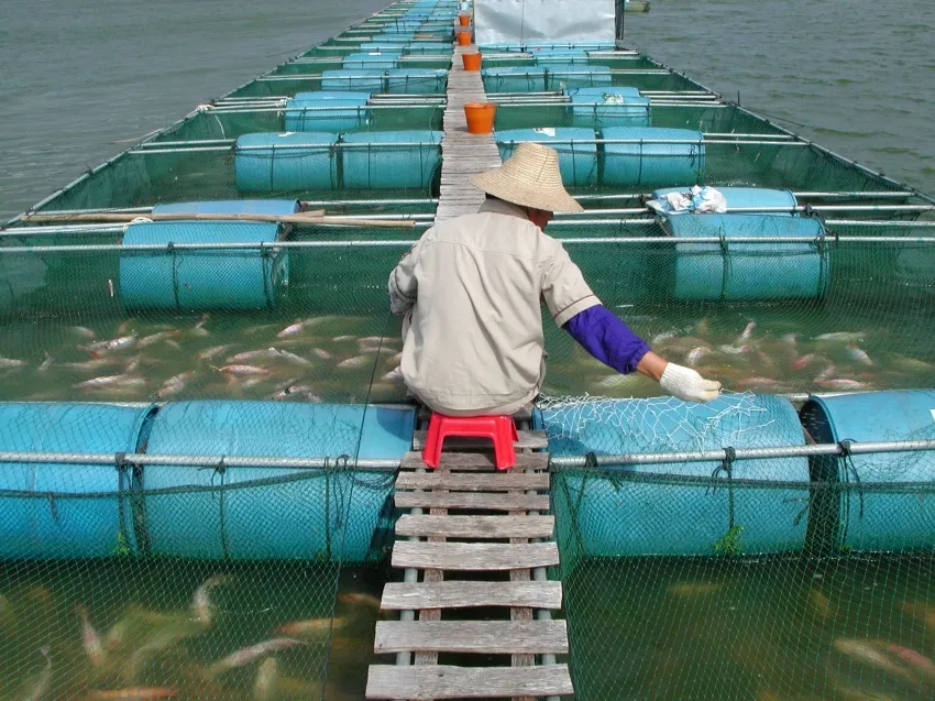 Worker tending fish in floating aquaculture pens.