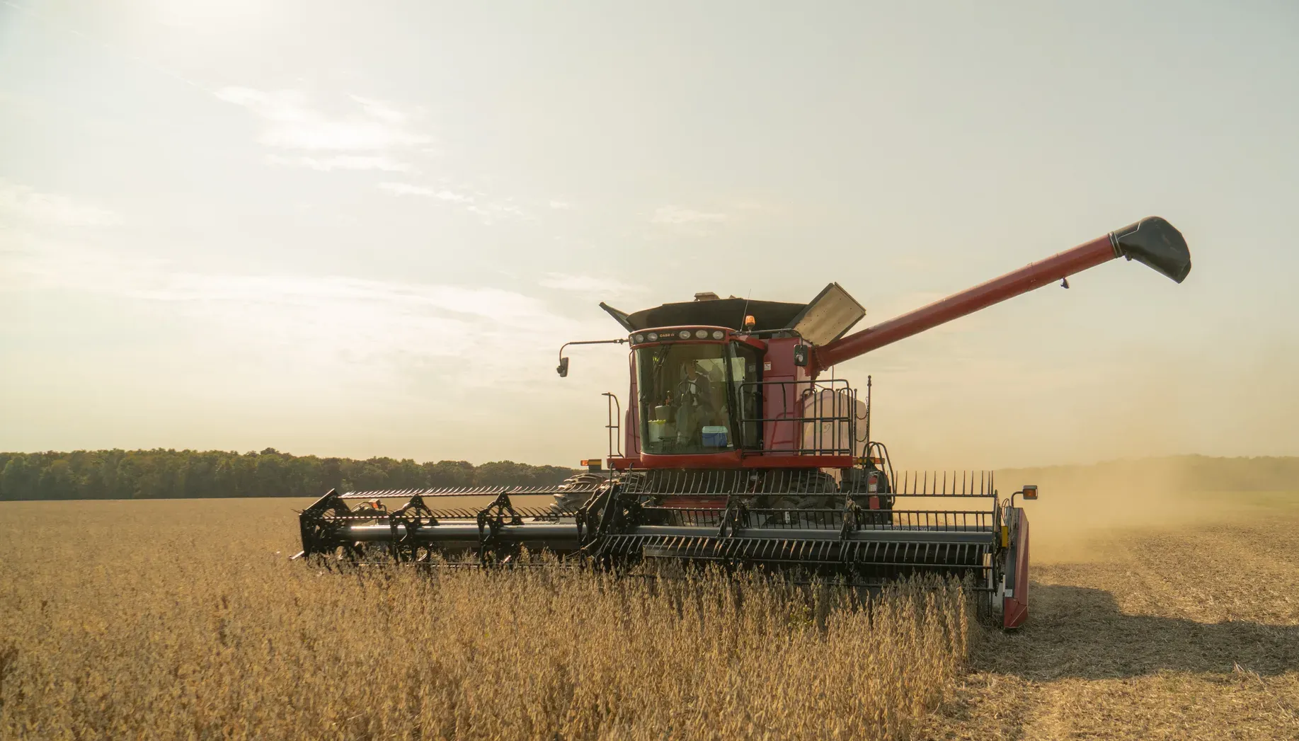 A combine harvesting soybeans in a field at sunset.