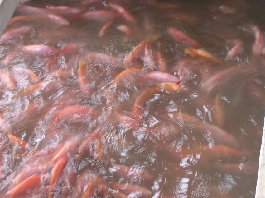 Close-up of fish swimming in an aquaculture enclosure.