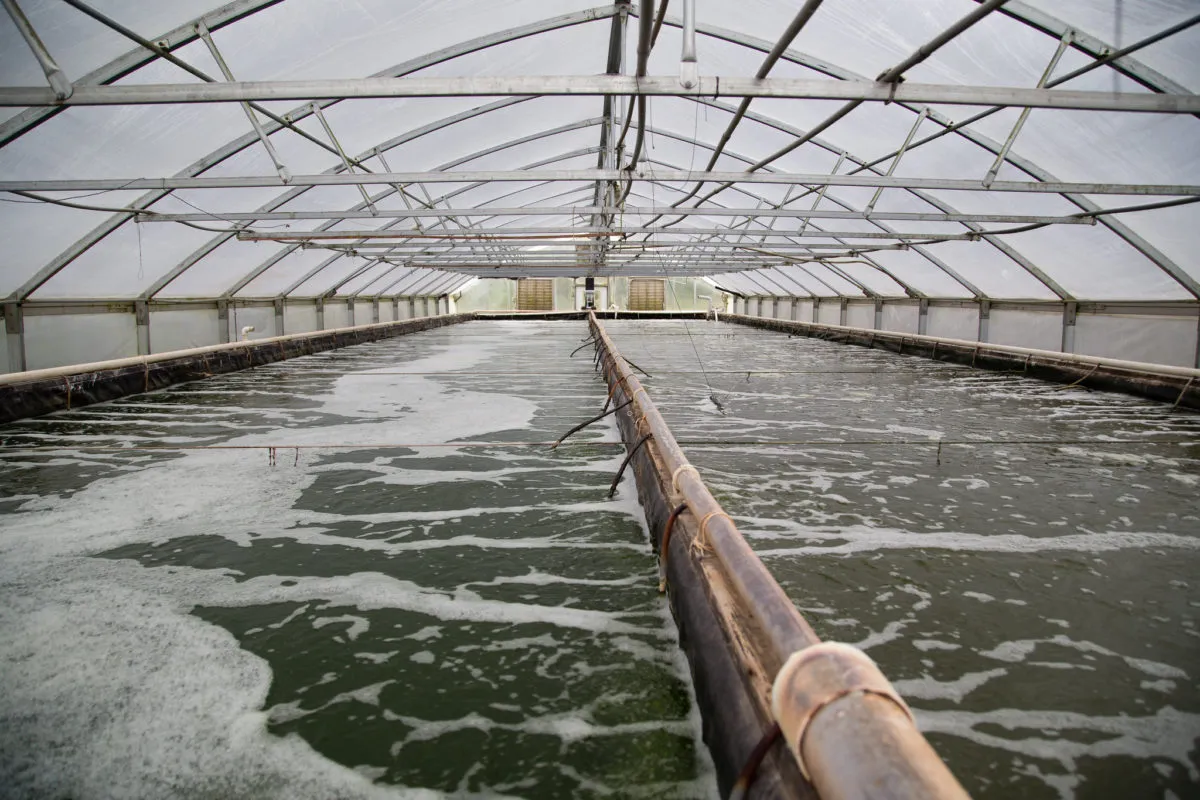 Large indoor aquaculture tanks filled with circulating water inside a greenhouse-style structure, with pipes and equipment running along the tanks.