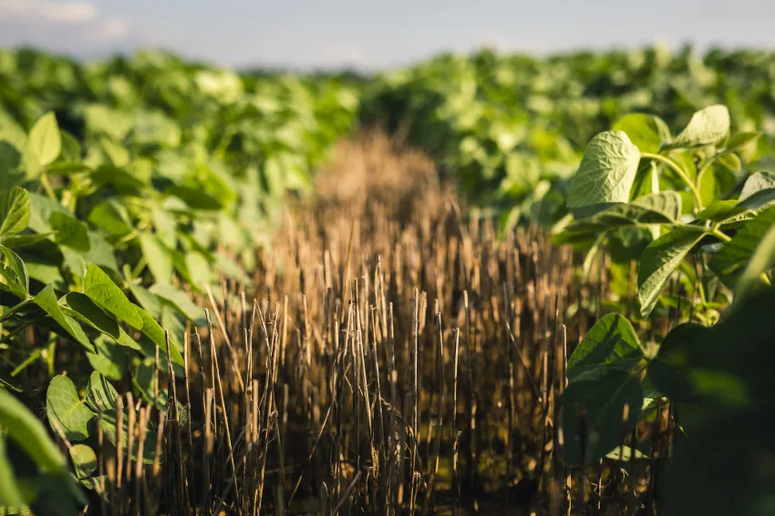 Rows of green soybean plants growing, with a strip of dried stalks and stubble running between the rows.