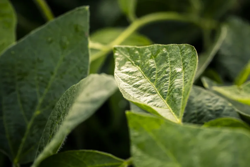 Close-up of healthy green soybean leaves illuminated by sunlight, highlighting their texture and veins.