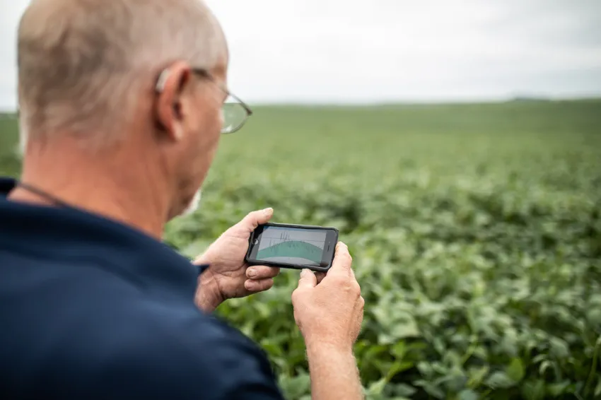 Farmer using a smartphone to review data while standing in a soybean field.