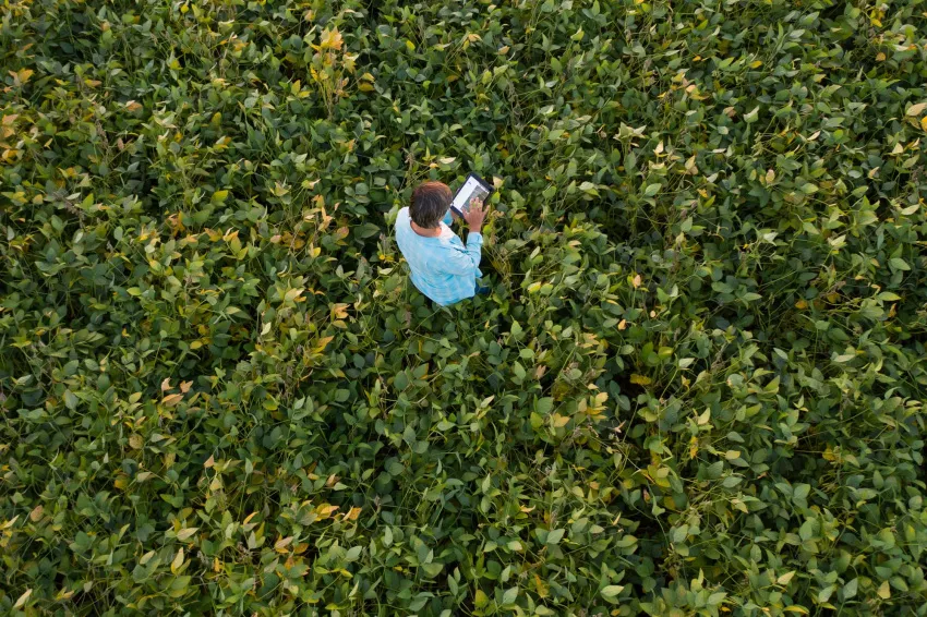 Aerial view of a farmer standing in a dense soybean field and using a tablet to monitor the crop.