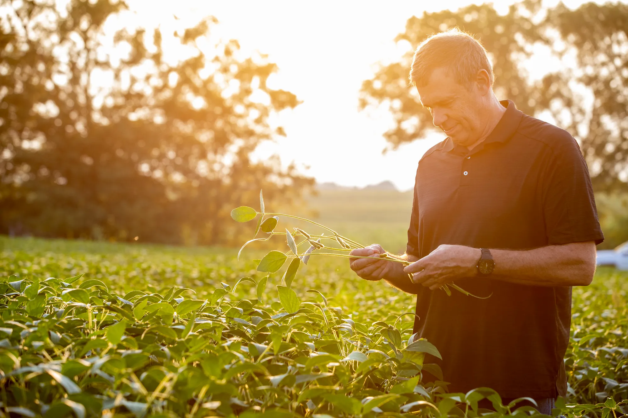 Farmer stands in a lush soybean field at sunset, closely examining soybean plants and pods in the warm evening light.
