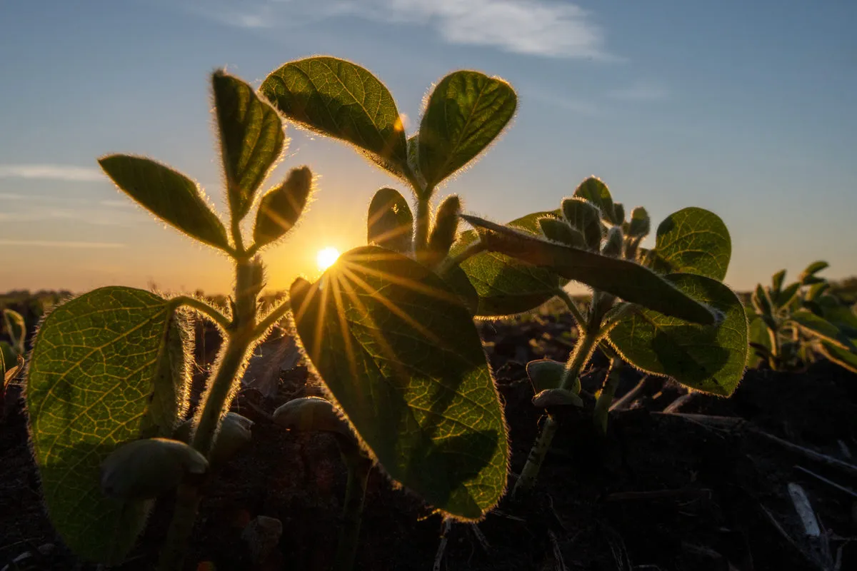 Close-up of young soybean plants backlit by the setting sun, highlighting the leaves, stems and new growth against a warm evening sky.