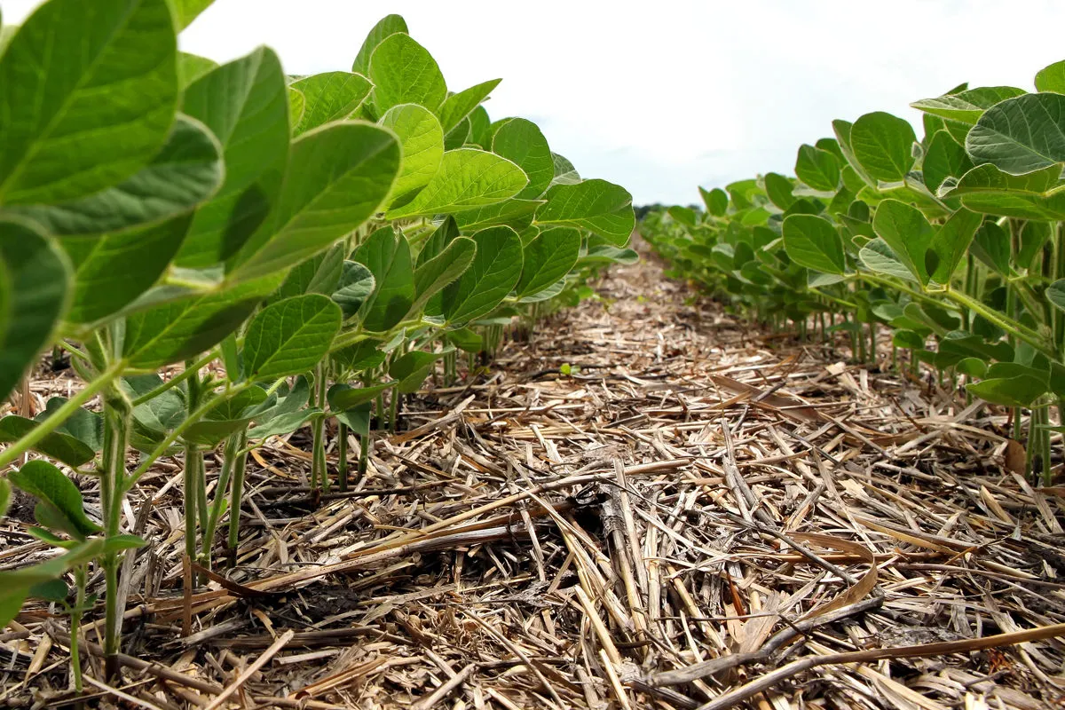 Soybean plants grow in rows over a layer of crop residue in a field.