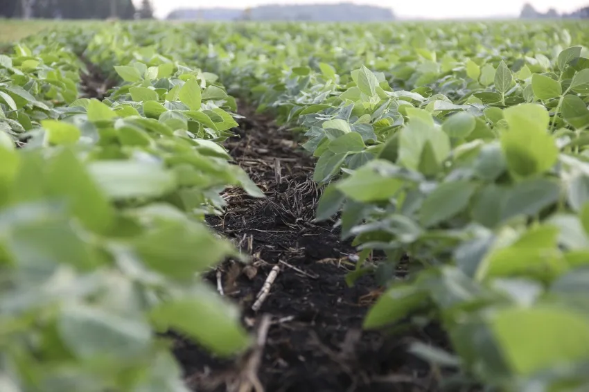 Rows of young soybean plants growing in a field.
