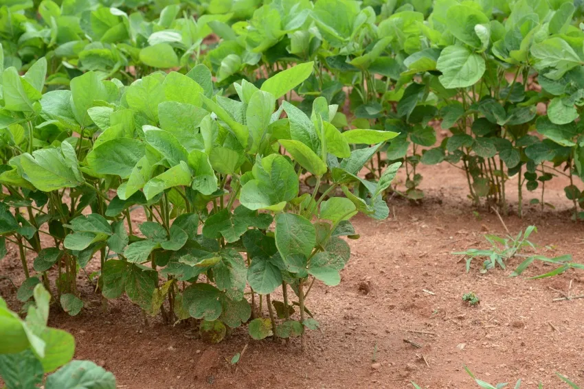 Green soybean plants growing in rows in a field.