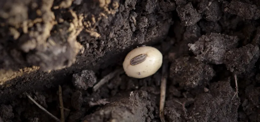 Soybean seed partially exposed in dark soil.