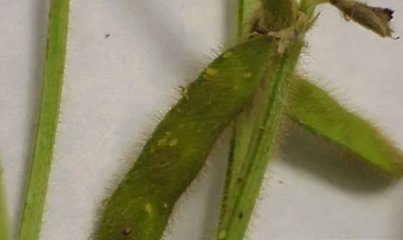 Close-up of green soybean pods and stems showing signs of damage.
