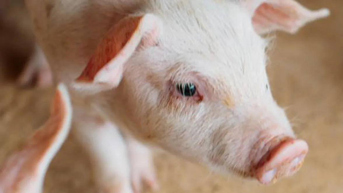 Close-up of a young piglet on a livestock farm, representing soy's role in animal feed.