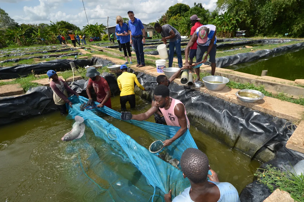 Aquaculture workers harvesting tilapia at a fish farm in sub-Saharan Africa