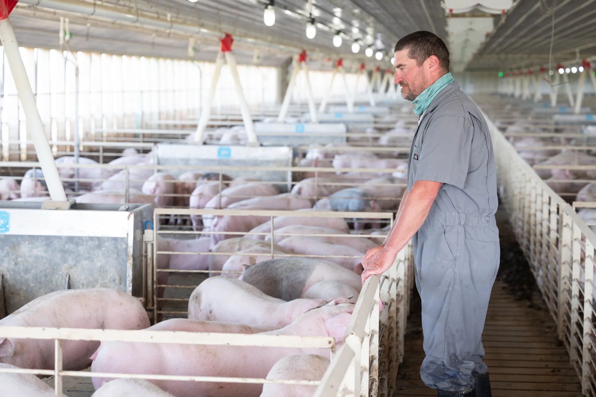 Tim Bardole checks on pigs inside a livestock barn, highlighting his work in swine production.