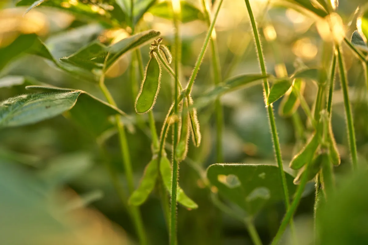 Close-up of green soybean pods growing on plants in warm sunlight.