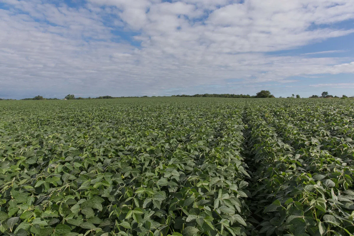 Rows of soybean plants fill a field, extending toward the horizon.