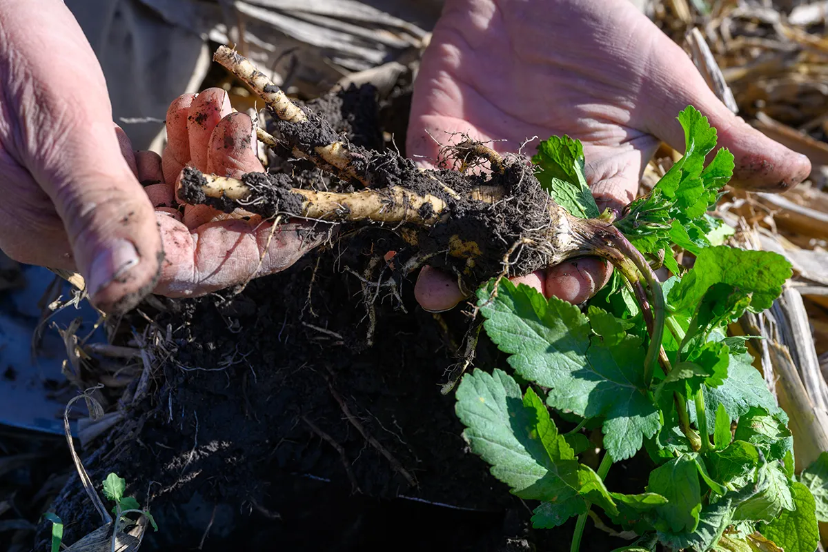 Hands holding cover crop roots and soil in a Wisconsin field.