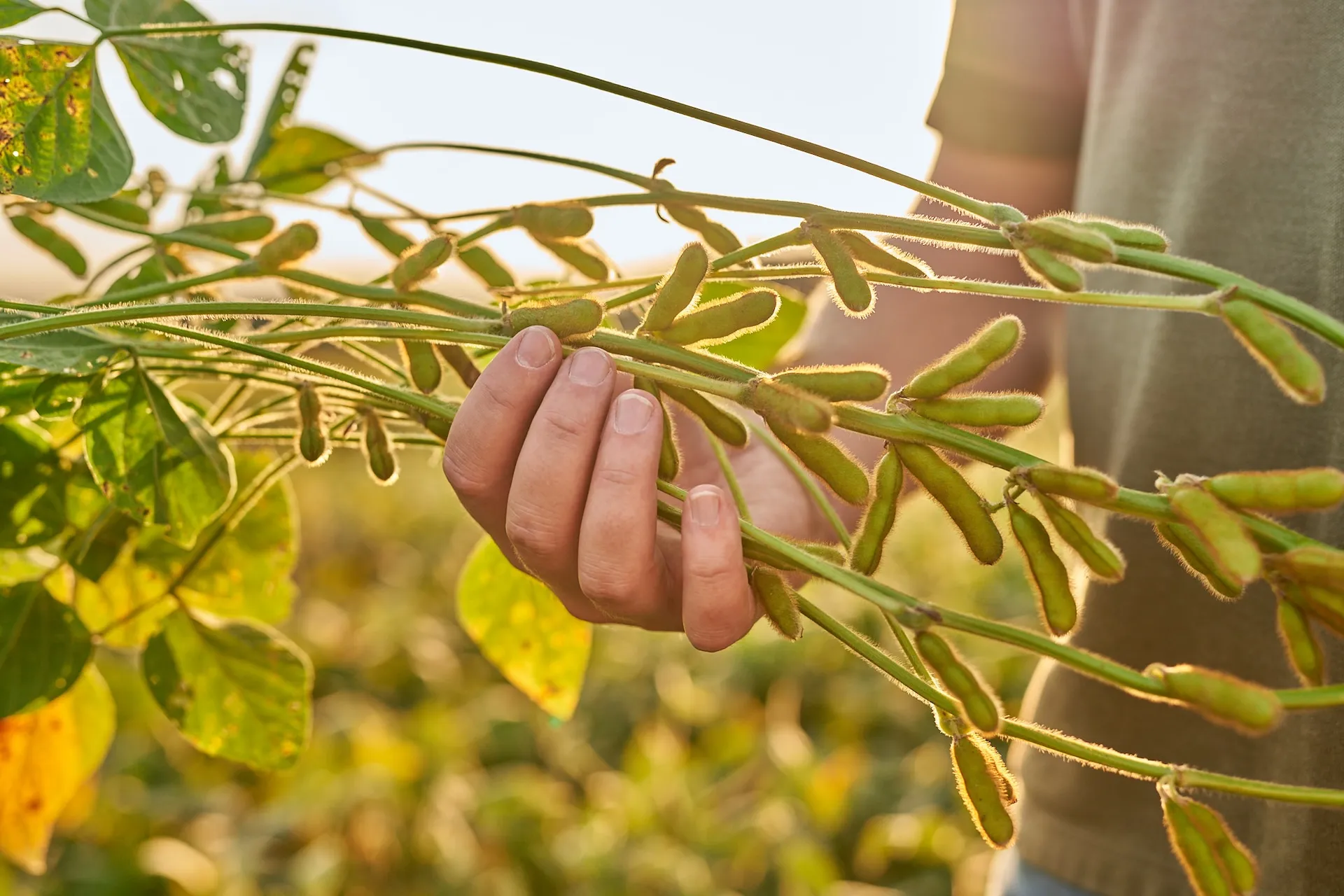 A farmer holds his soy plan at sunset
